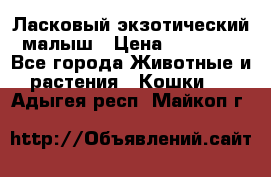 Ласковый экзотический малыш › Цена ­ 25 000 - Все города Животные и растения » Кошки   . Адыгея респ.,Майкоп г.